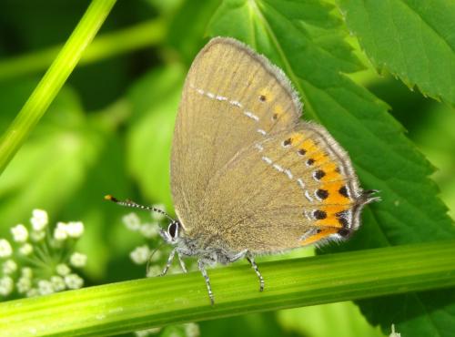 Réf. 198 195 : Satyrium pruni
